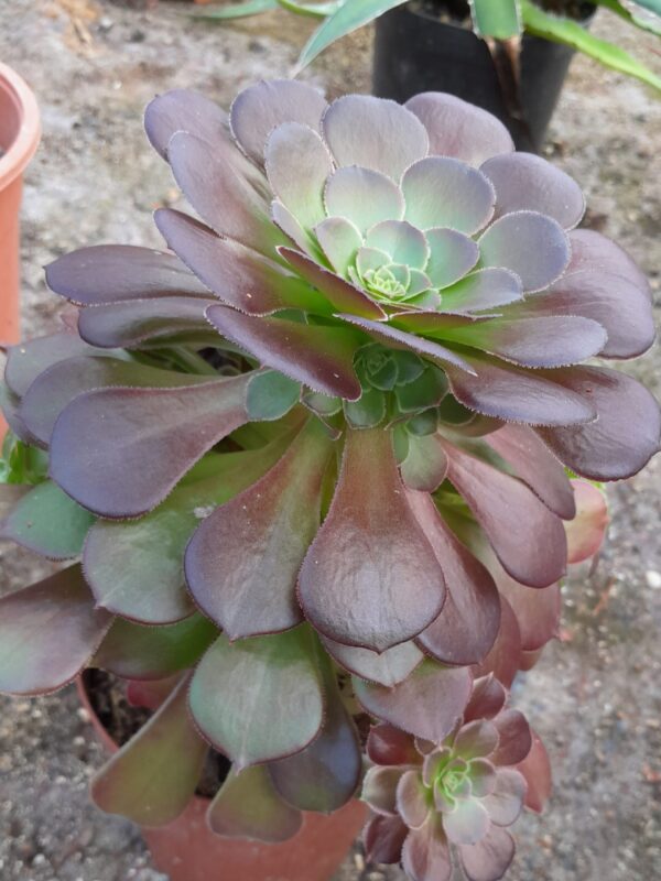 Aeonium cv. Garnet