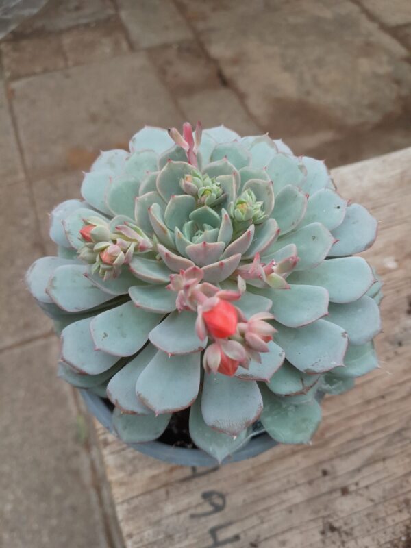 Echeveria cv. Dondo