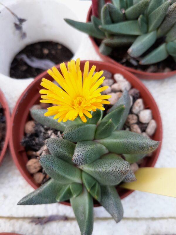 Rabiea albipuncta (=Nananthus vittatus)