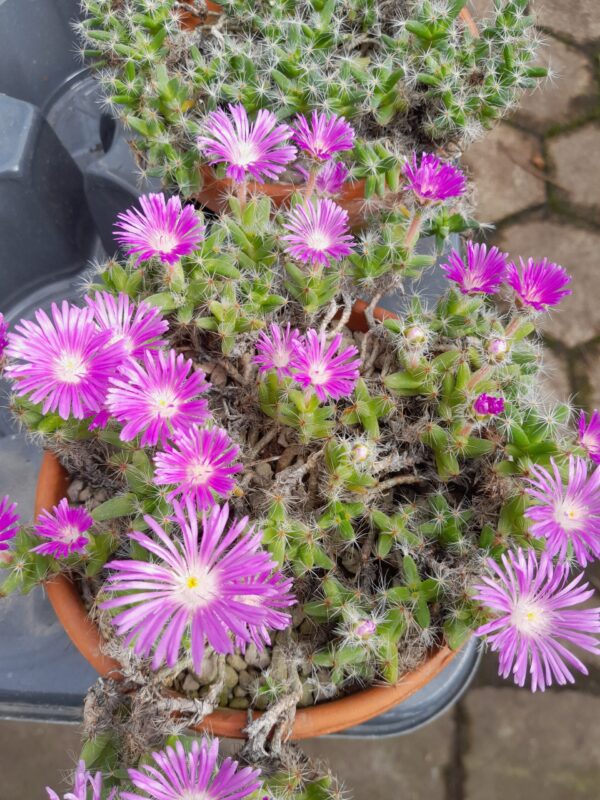 Trichodiadema densum