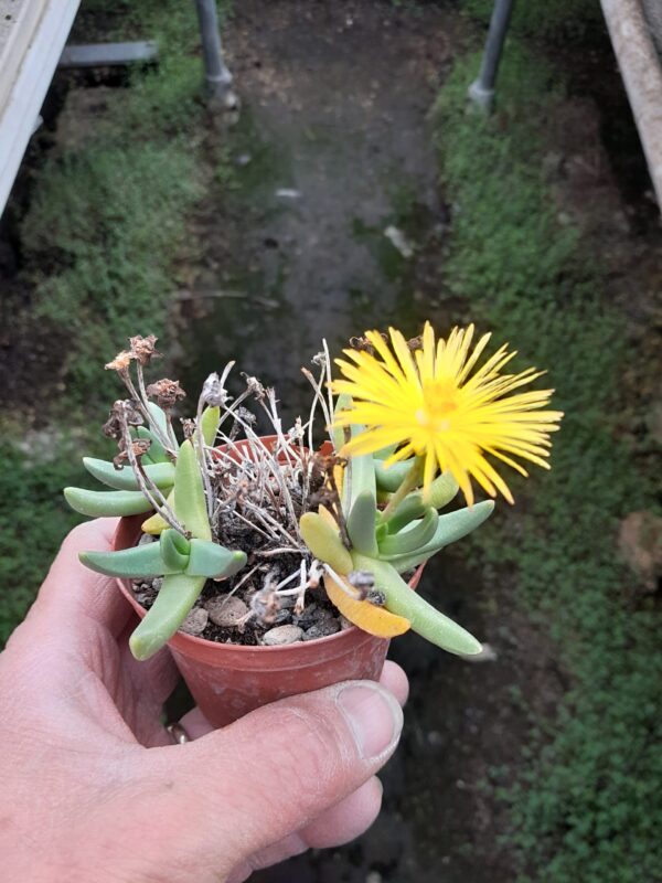 Hereroa brevifolia