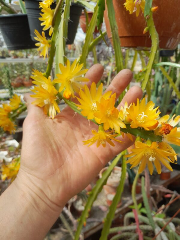 Epiphyllum cv. Incas Golden Dream - Image 2