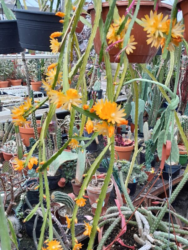 Epiphyllum cv. Incas Golden Dream