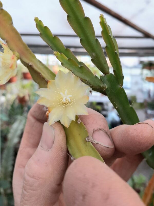 Pfeiffera paranganiense (=Lepismium paranganiense)