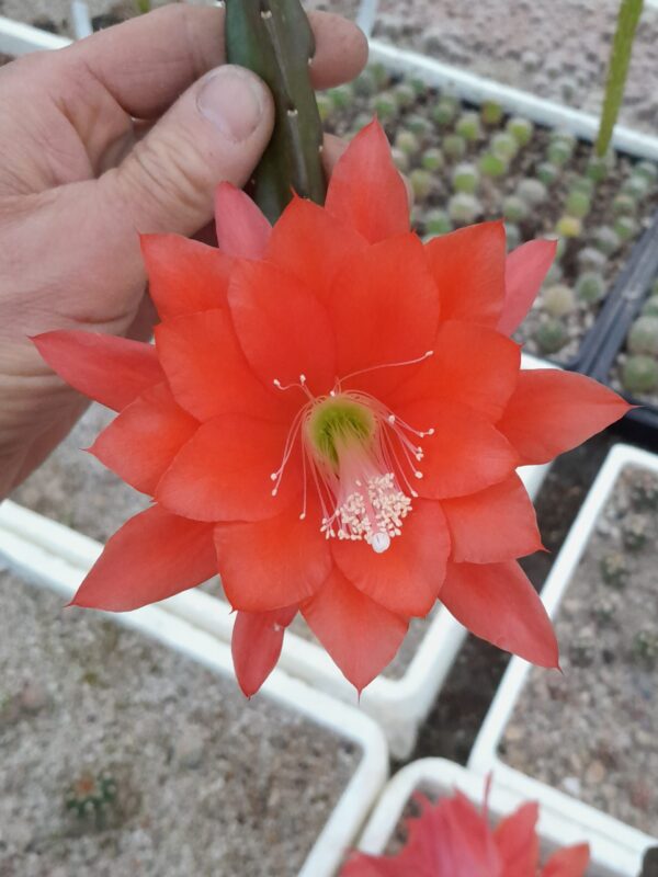 Disocactus ackermannii