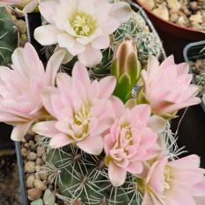 Gymnocalycium bruchii