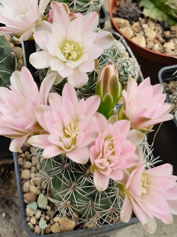 Gymnocalycium bruchii