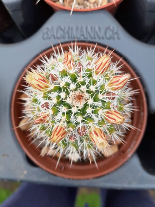 Mammillaria karwinskiana ssp nejapensis