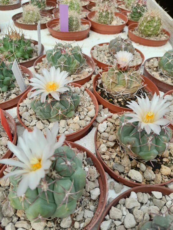 Thelocactus hexaedrophorus