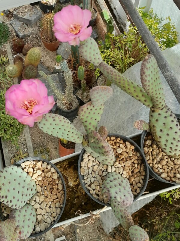 Opuntia basilaris