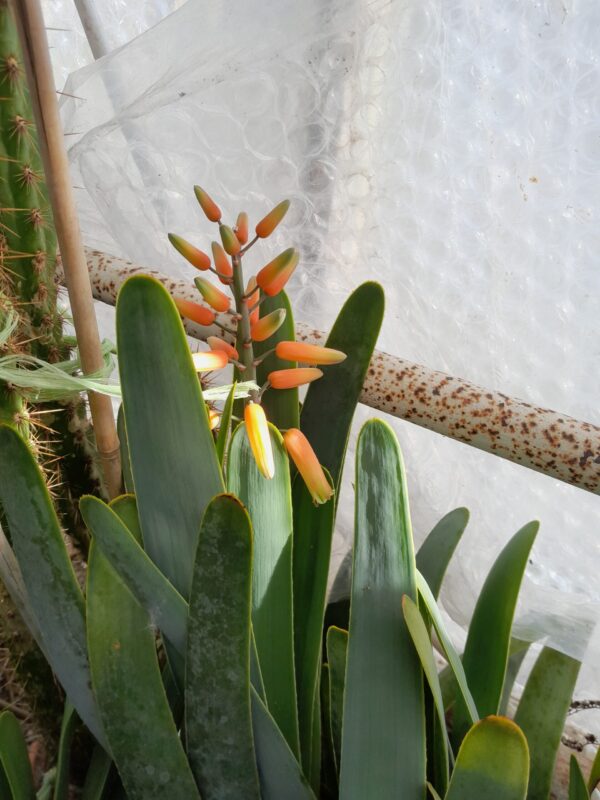 Aloe plicatilis (=Kumara plicatilis) - Image 2