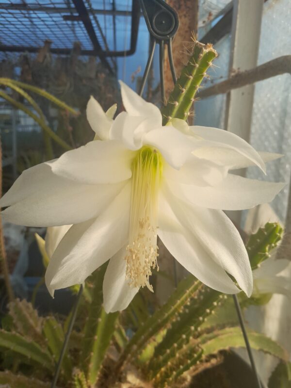 Disocactus speciosus v amecamensis