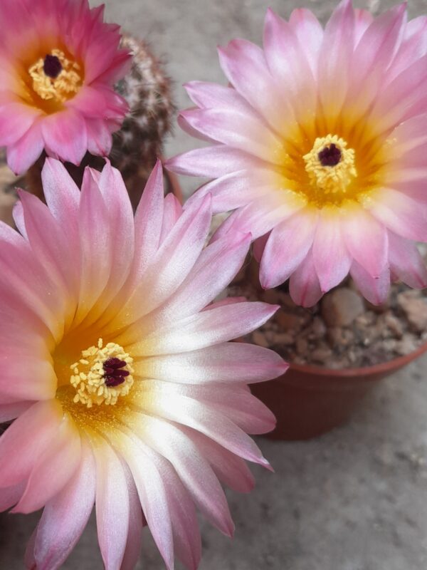 Parodia mueller-melchersii (=P. rutilans) - Image 2