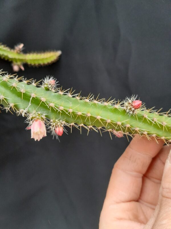 Pfeiffera ianthothele
