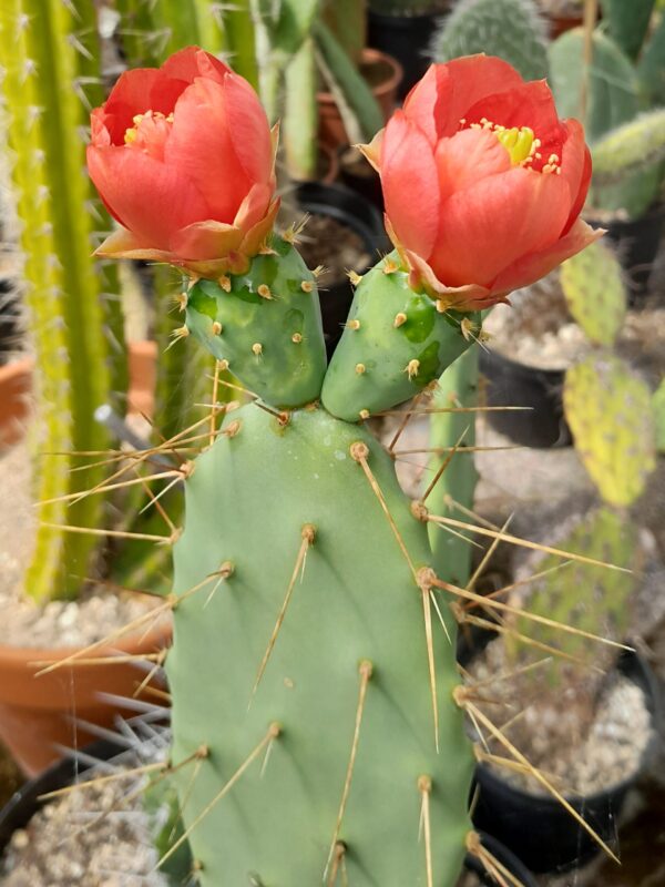 Opuntia bergeriana