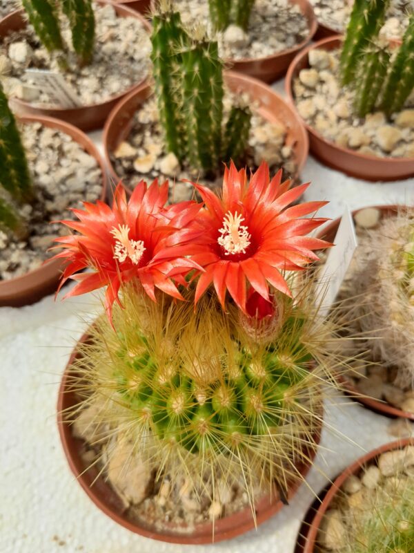 Parodia penicillata