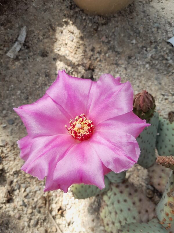 Opuntia basilaris, California, San Bernardino Mts.