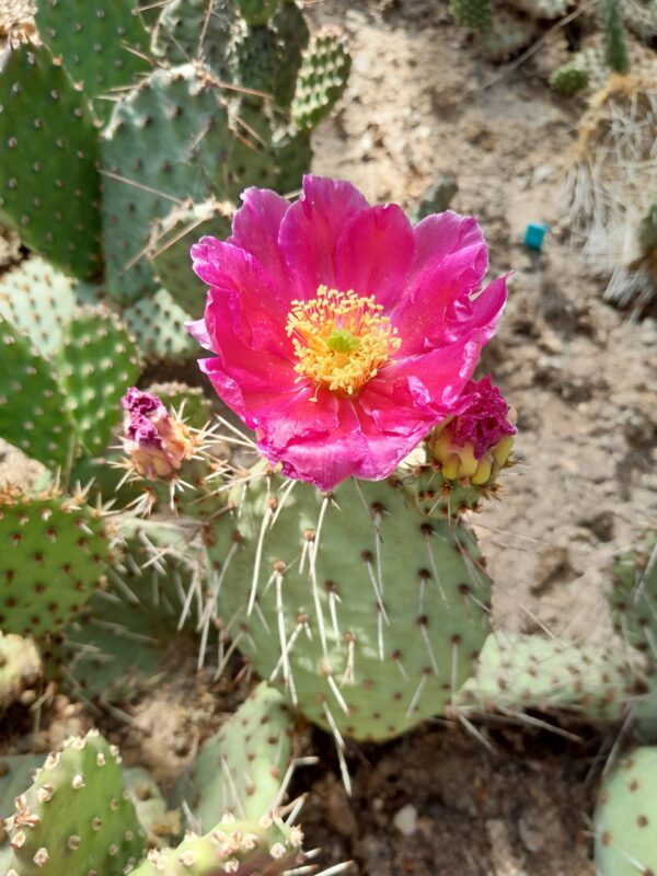 Opuntia polyacantha, lilla blomst