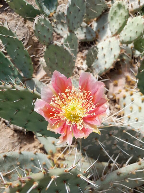 Opuntia phaeacantha 'Rubra' rød blomst