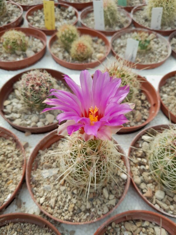Thelocactus bicolor - Image 2