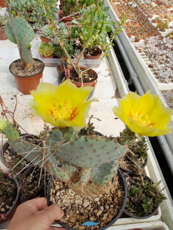 Opuntia macrocentra