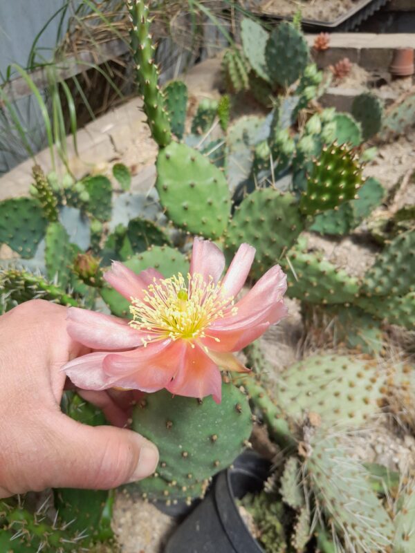 Opuntia debreczyi, rosa