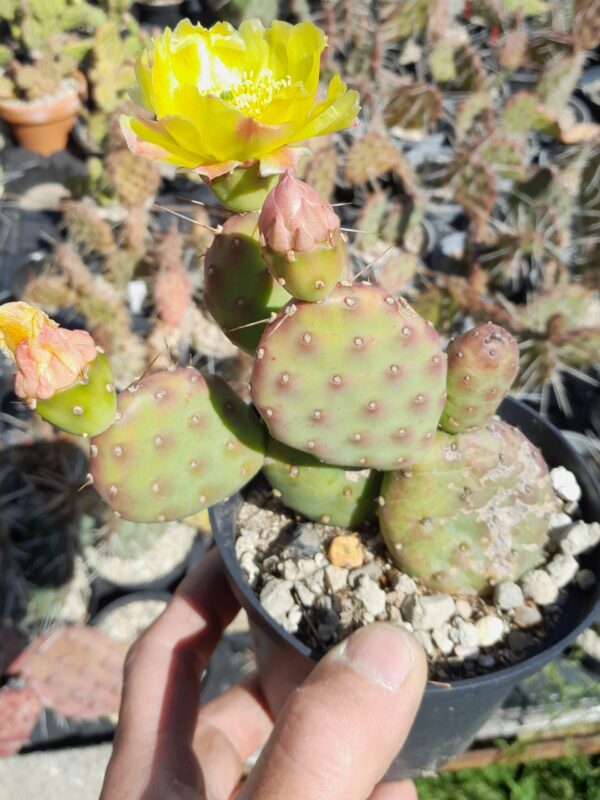 Opuntia pinkavae, S-Utah