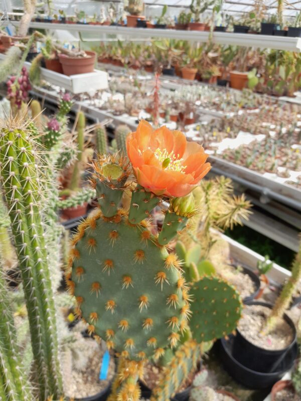 Opuntia aciculata