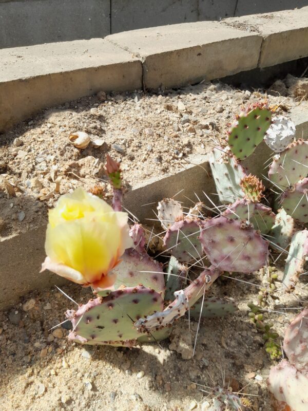 Opuntia macrocentra "mini"