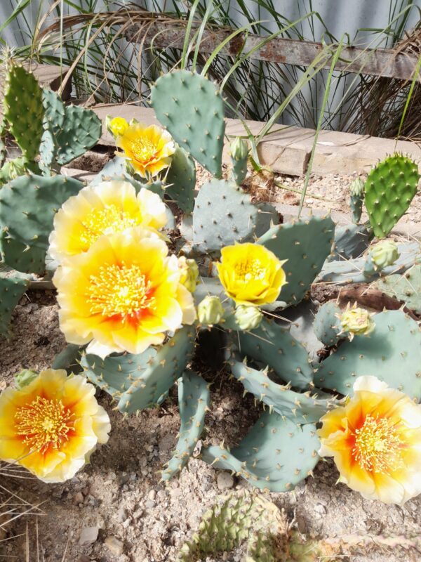 Opuntia macrorhiza
