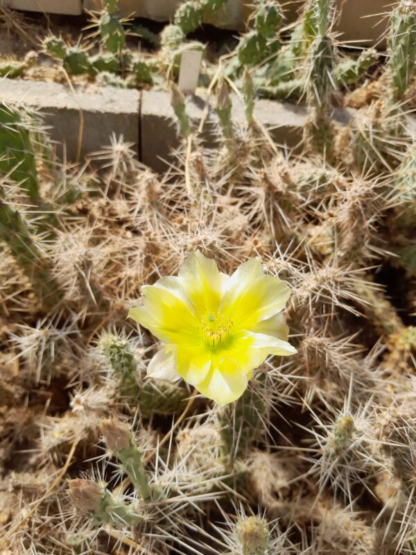 Opuntia arenaria
