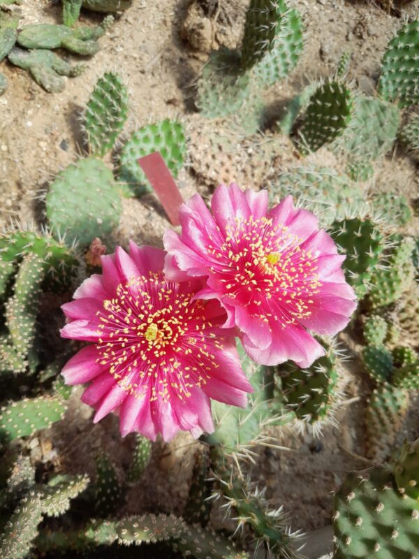 Opuntia cv Rosebud