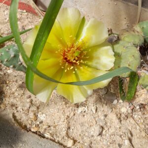Opuntia fragilis, North Dakota