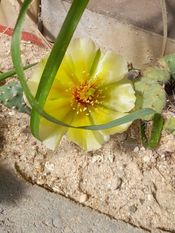 Opuntia fragilis, North Dakota