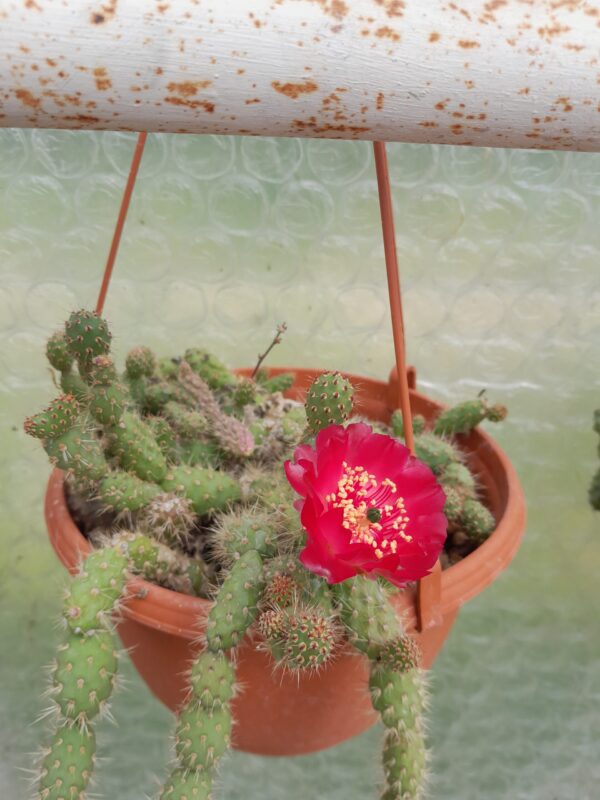 Airampoa sp. "Magenta"