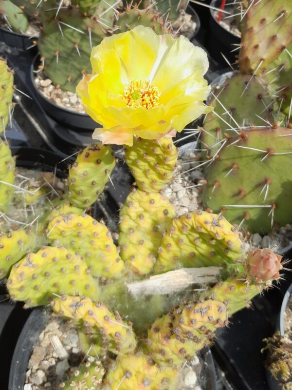 Opuntia pinkavae