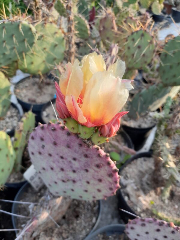 Opuntia azurea