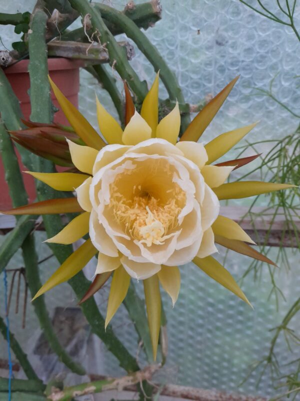 Selenicereus hamatus