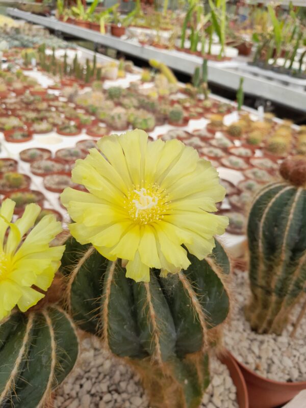 Parodia magnifica