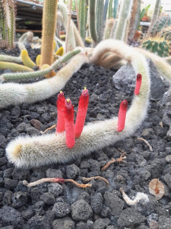 Cleistocactus brookae ssp vulpis-cauda