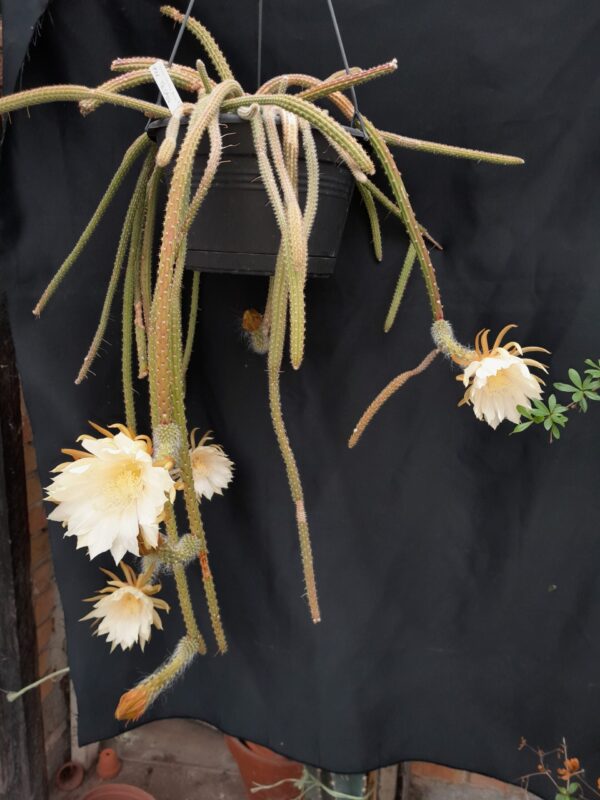 Selenicereus dorschianus