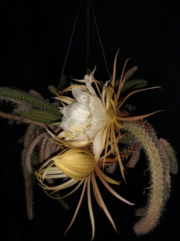 Selenicereus validus