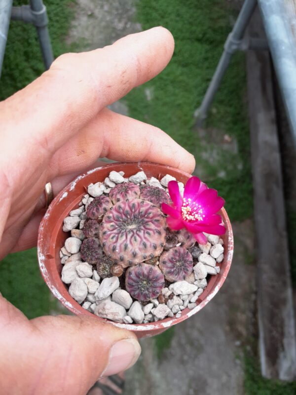 Sulcorebutia rauschii (=Rebutia canigueralii) - Image 2