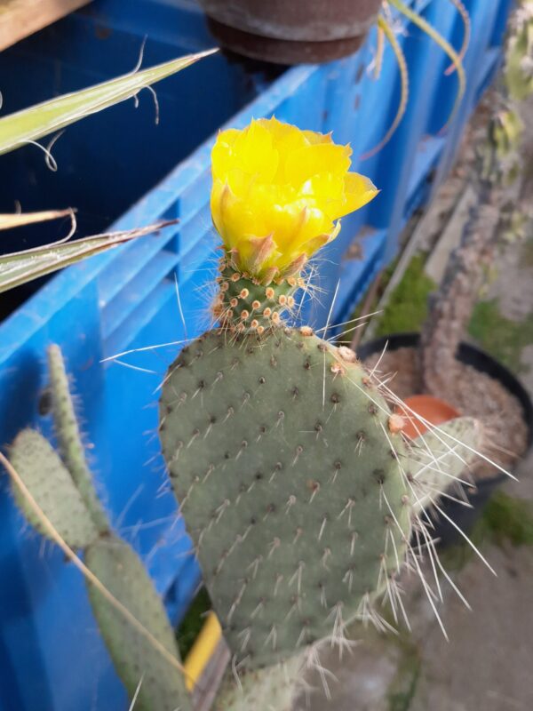 Opuntia leucotricha - Image 2