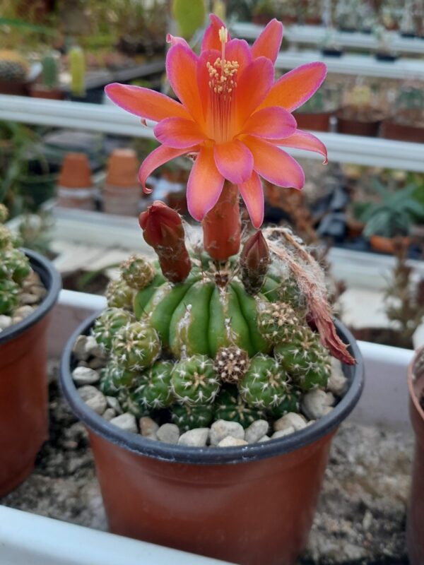 Matucana aurantiaca ssp polzii