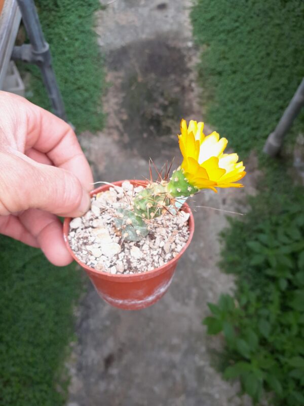 Cumulopuntia leucophaea
