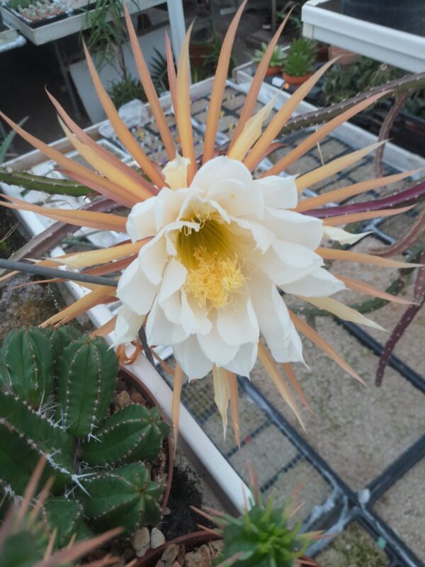 Selenicereus pteranthus