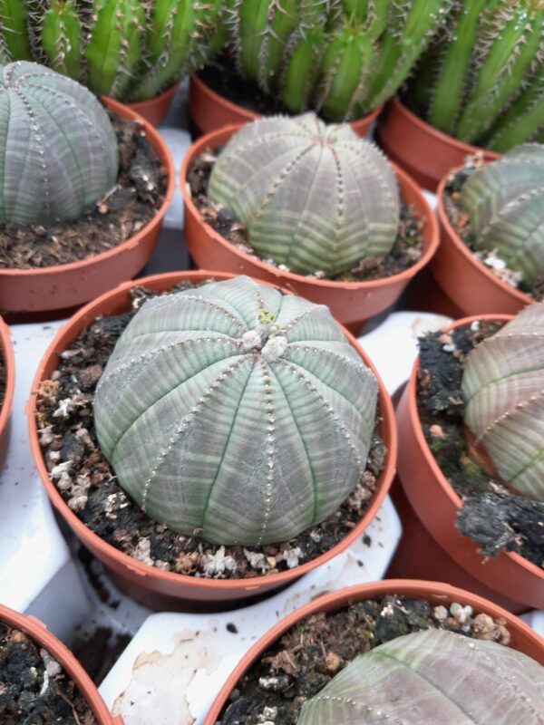 Euphorbia obesa
