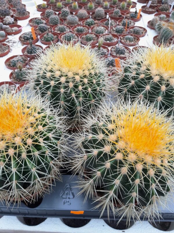 Echinocactus grusonii
