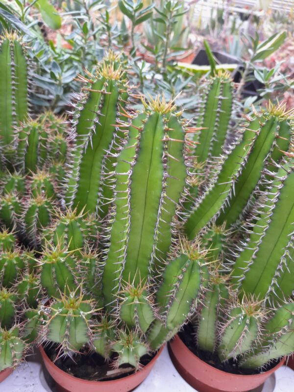 Euphorbia fruticosa